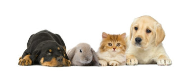 Prodotti di vario tipo per la cura dei vostri animali domestici